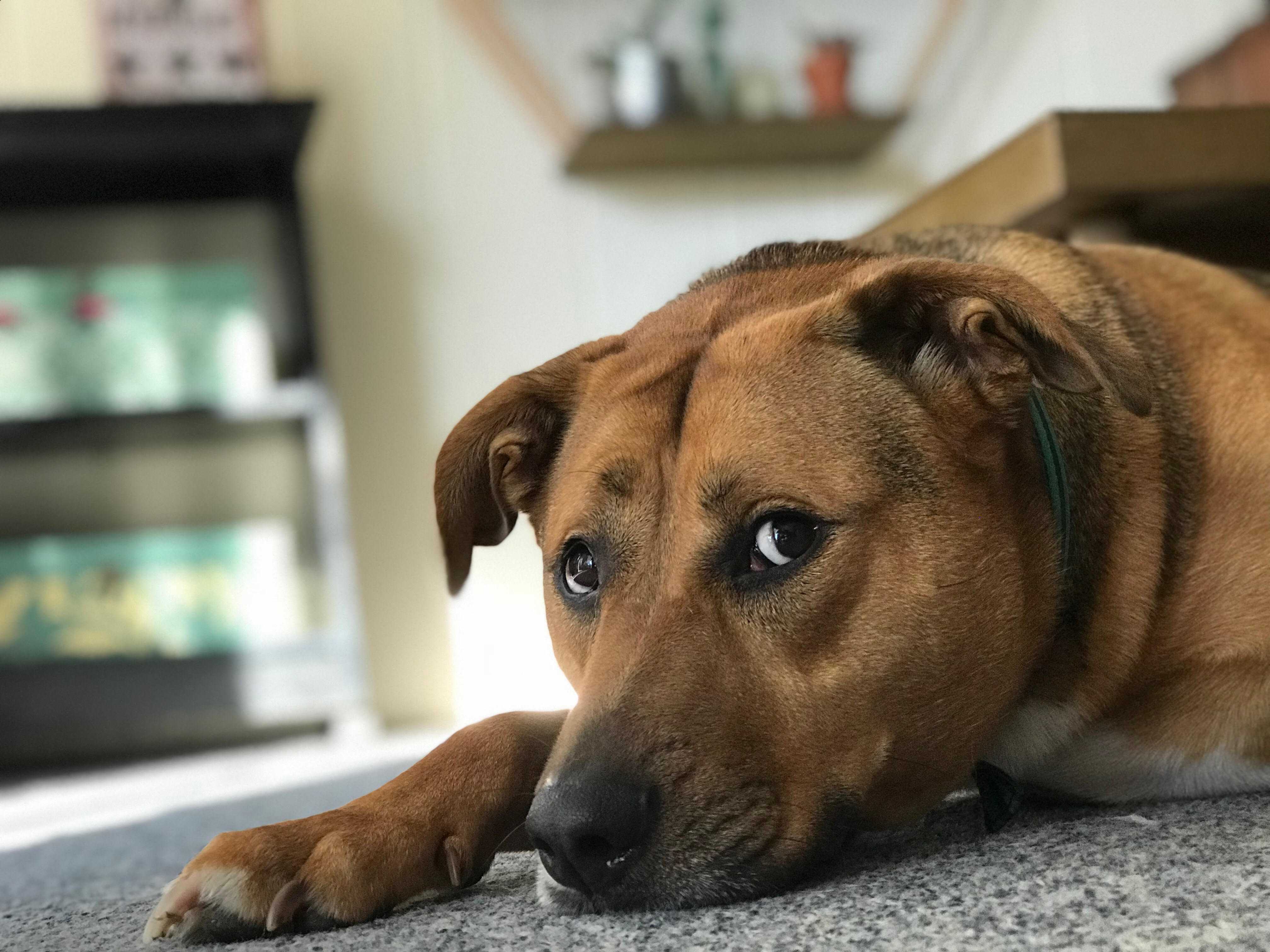 Dog of the Week! Week of 2/05/18