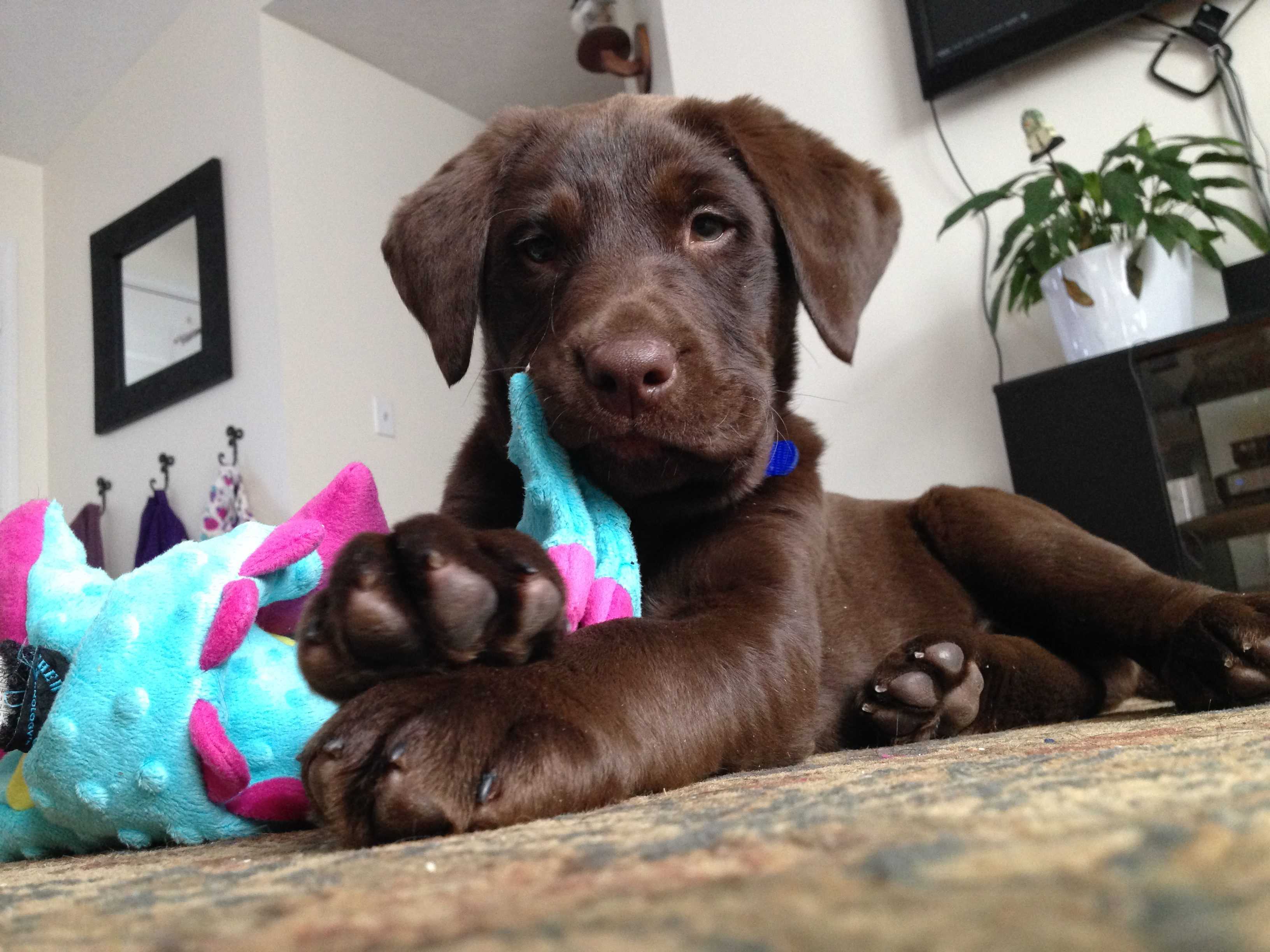 Dog Of The Week! Week of 1/22/18