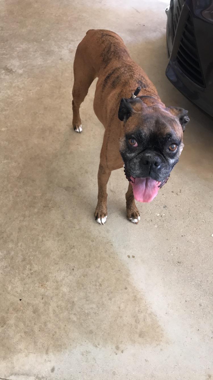 Dog Of The Week! Week of 3/12/2018