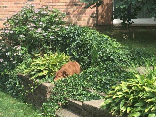 Dog of the Week! Week if 4/8/2018