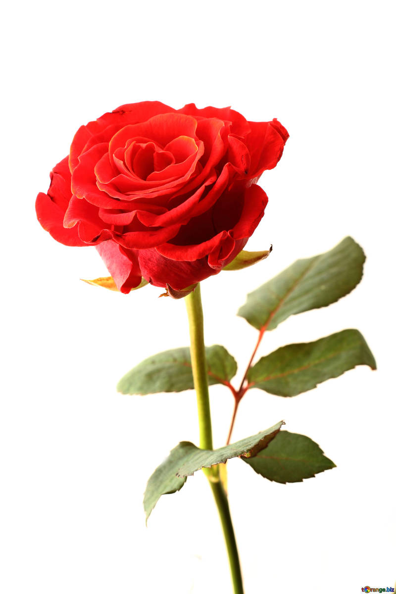 Editor’s review: The Bachelor week two