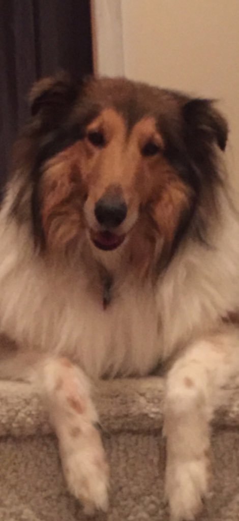 Dog Of The Week! Week of 3/19/2018