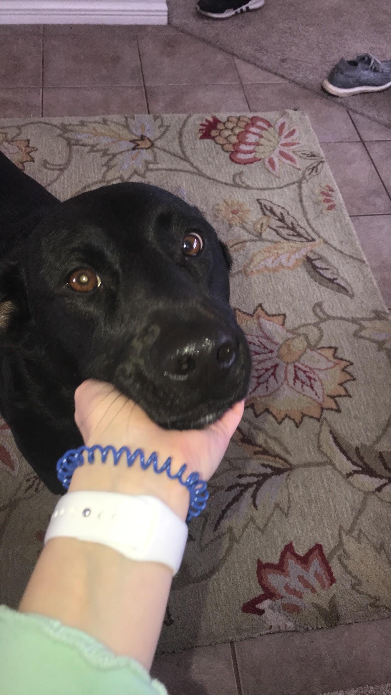 Dog of the Week! Week of 2/12/2018