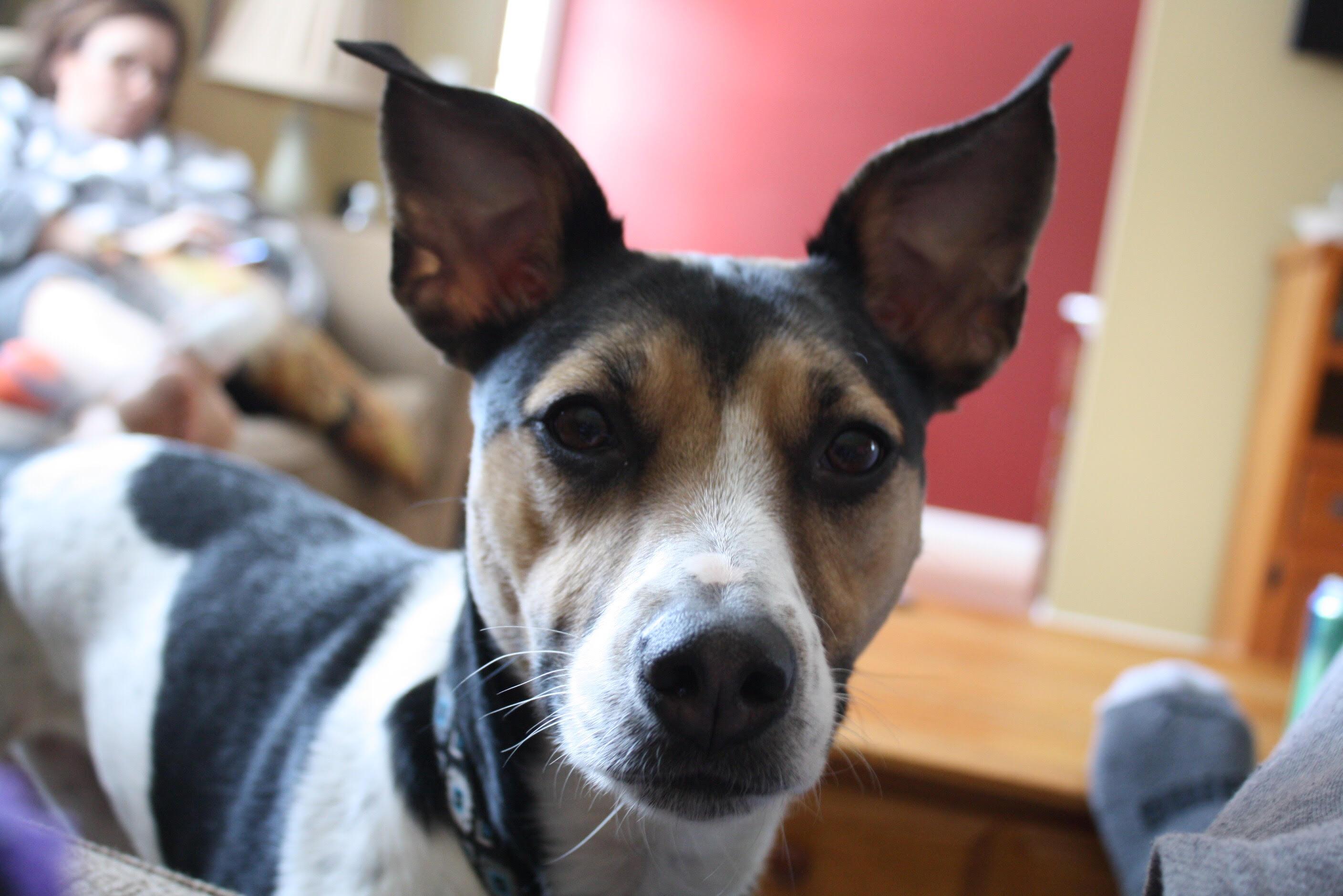 Dog of the Week! Week of 3/26/18